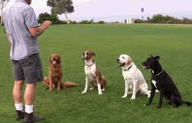 Come addestrare un cane