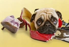Come insegnare al tuo cucciolo a non mordere in 6 lezioni